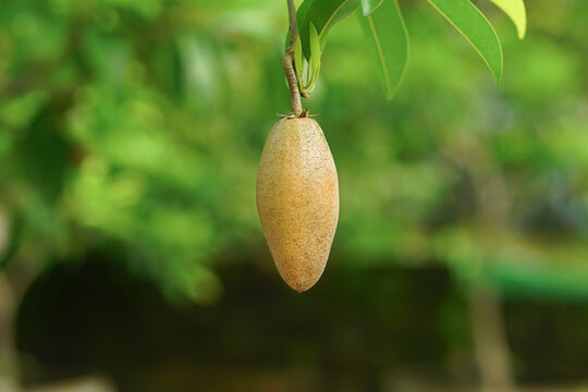Long Cultivar of Sapodilla Fruit Hanging from Tree Branch