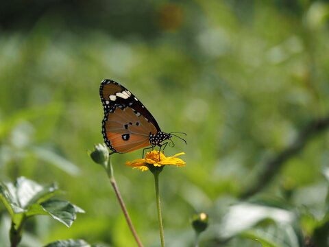 macro view of a plain tiger butterfly (Danaus chrysippus) perched on a yellow flower with its curled proboscis visible. Side profile nature stock photo with soft green background bokeh