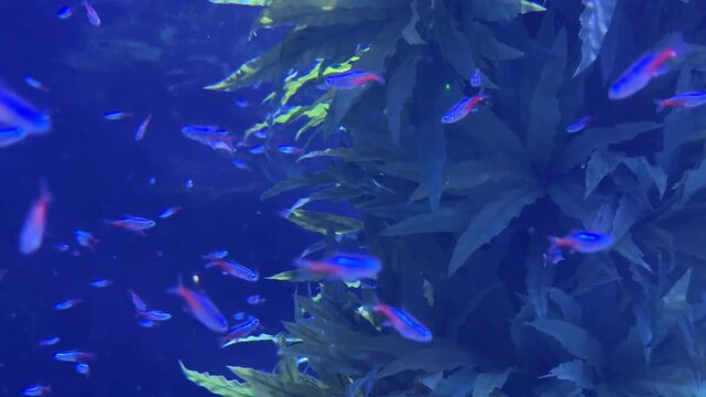 Neon tetra Paracheirodon innesi swimming around Microsorum pteropus aquatic plants in freshwater aquarium. Species native to clear blackwater streams of the Amazon Basin in South America.