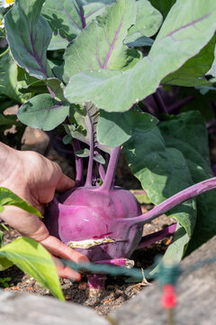 Handernte von violettem Kohlrabi