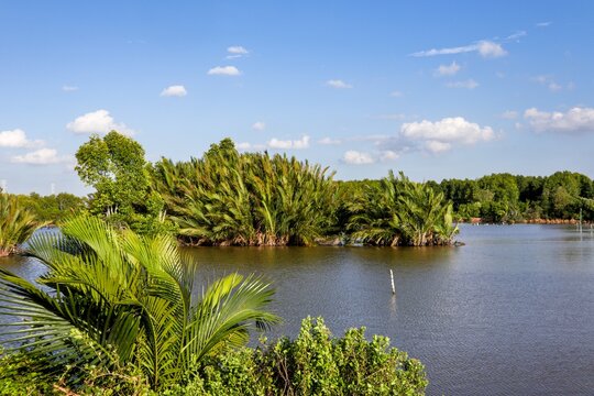 Nipa Palms Growing Along a Tropical River Under a Blue Sky
