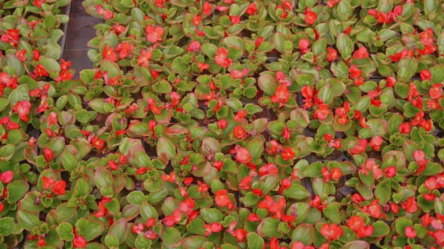 Vibrant Red Begonia Semperflorens Flowers with Bright Green Leaves in Greenhouse
