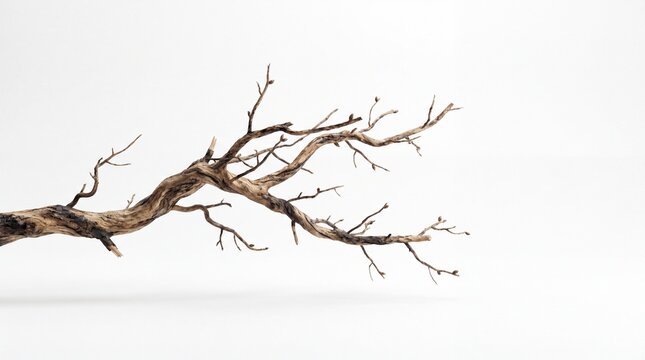 A bare tree branch stretches out against a clean white background