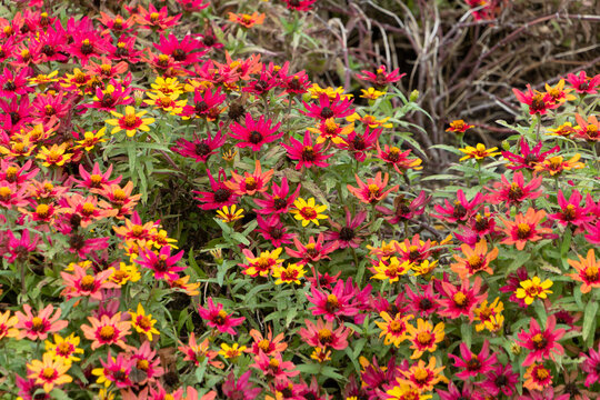 Vibrant blooming pink and yellow zinnia flowers in botanical garden in summer with copy space