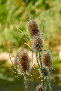 Natural Beauty of Dried Teasels