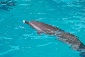 Dolphin swimming in turquoise water at Taiji Whale Museum in Wakayama, Japan © Bambi and Sunny