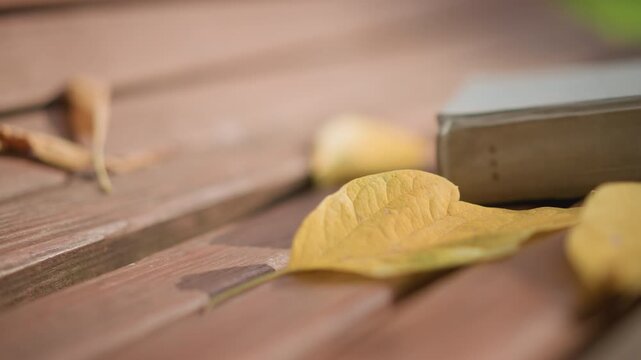 Close up of yellow leaves resting on wooden surface with soft natural light. book lies nearby suggesting outdoor setting like park or garden. scene features warm tones and shallow depth