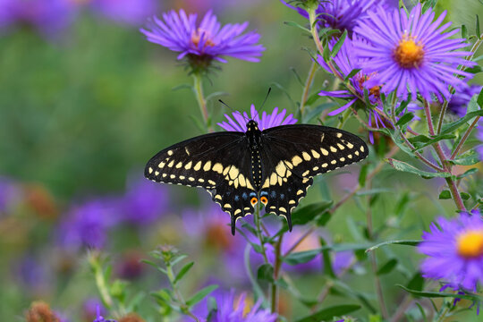Male Black swallowtail butterfly feeding on the flower of the New England aster. Also known as Papilio polyxenes, it is found throughout much of North America. 