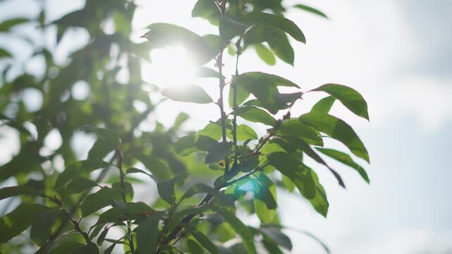 Close up of green leaves gently swaying in sunlight with soft lens flare and bright sky background. Sunlight filters through foliage creating dynamic light patterns on leaf surfaces. Leaf