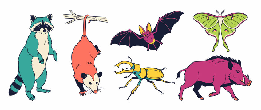 Nocturnal animals vector set illustration featuring colorful raccoon opossum bat luna moth stag beetle and wild boar isolated on white background modern retro wildlife graphic element design