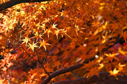 京都　東福寺　美しい秋のもみじの紅葉 コピースペースあり（日本京都府京都市）Kyoto : Tofukuji Temple: Beautiful autumn maple foliage with copy space (Kyoto City, Kyoto Prefecture, Japan)
