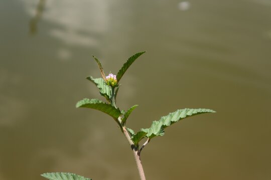 Small White Buttonweed Flowers Growing Beside Calm Water
