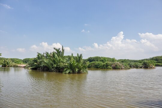 Nipa Palms Growing Along a Tropical River Under a Blue Sky