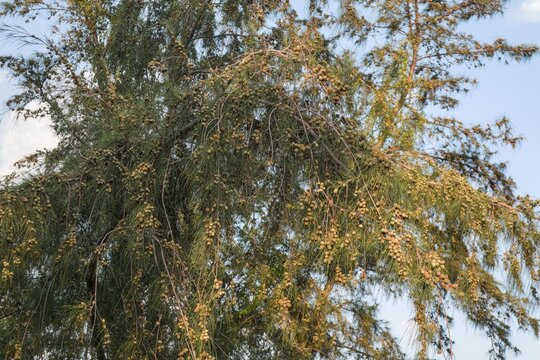 Casuarina Tree Branches Bearing Small Seed Cones