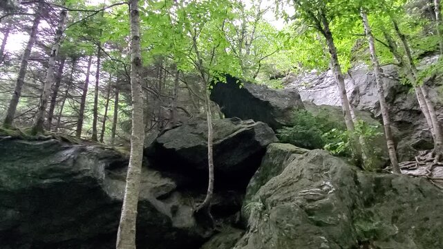 Rocky Forest Landscape 