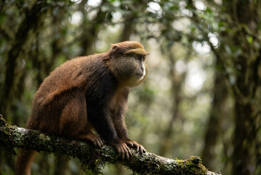 Wild monkey sitting on a mossy tree branch in a dense tropical forest
