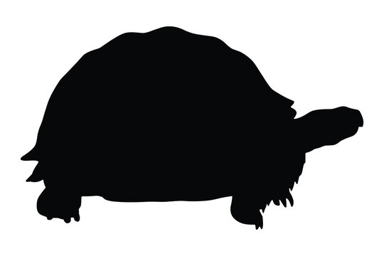 Black turtle silhouette against a white background silhouette