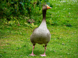 Greylag Goose Resting in Green Parkland © Artur
