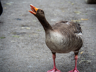 Greylag Goose Honking with Beak Wide Open © Artur