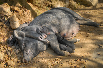 A sow with piglets lies in the sun in a northern Vietnamese village near Sapa © Jonathan Wilson