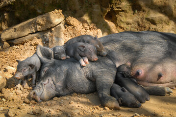 A sow with piglets lies in the sun in a northern Vietnamese village near Sapa © Jonathan Wilson