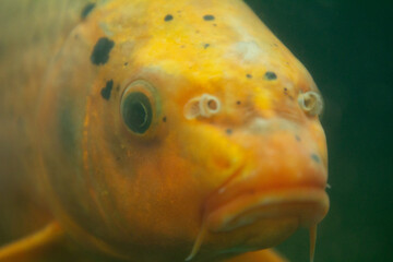 A golden orange koi carp shows its detailed eye, mouth, barbels, and patterned skin in close-up. © Евгения Руденок