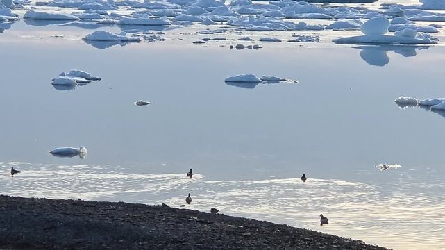 Sanderling In Arctic Ocean