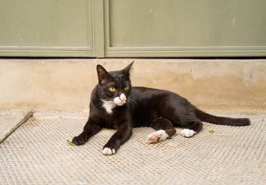 Black and white tuxedo cat relaxing on sidewalk in front of green background 