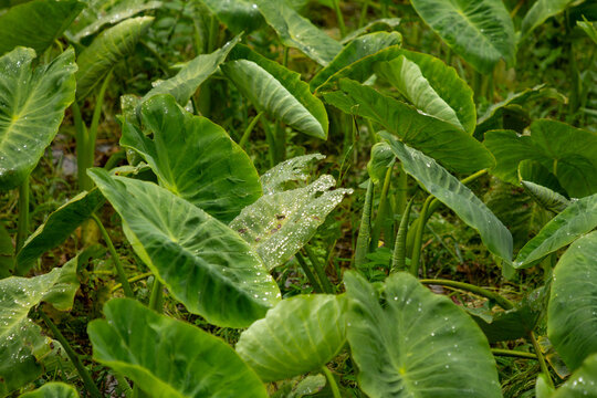 Large taro leaves grow densely in the lush subtropical landscape of S&atilde;o Miguel Island.