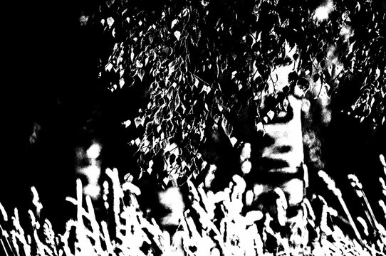 Abstrakte Schwarz-Wei&szlig;-Pop-Art-Illustration von Wald, B&auml;umen und Gras mit starkem Kontrast