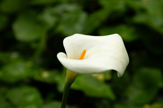 From above, the smooth white spathe of Zantedeschia aethiopica creates a striking botanical shape.