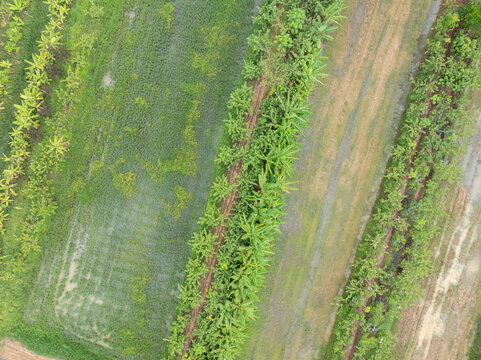 Aerial top down view of diversified tropical farmland with banana rows, green crops and waterlogged fields during rainy season. Sustainable agriculture and rural food production. Sustainable land use.