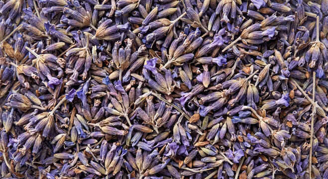 Dried lavender spikes in a natural clustered arrangement