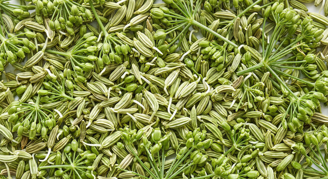Full frame macro texture of green fennel seeds and umbel stems