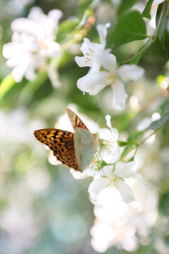 mother-of-pearl butterfly in a bush of jasmine chubushnik with selective focus