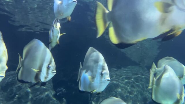 School of batfish Platax orbicularis and lookdown Selene vomer swimming in a large marine aquarium. Tropical saltwater fish in underwater reef exhibit with rocky habitat and blue water.
