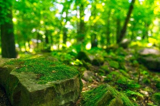 green moss, mossy rock, forest floor, natural podium, product backdrop, sunlit stone, forest understory
