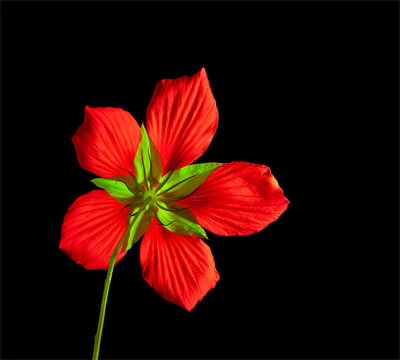 Underside of backlit scarlet hibicus flower.