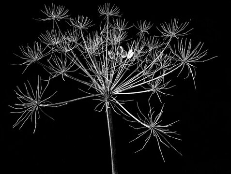 Seed head of cow parsnip (Heracleum maximum)in late summer, with four remaining seeds.