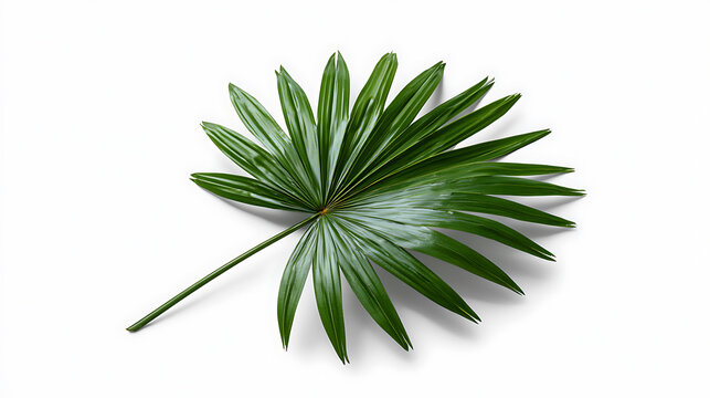 Single green palm leaf with pointed segments isolated on white background
