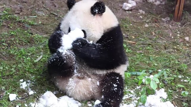 Cute Giant Panda Cub, Qi Ying, Playing and Eating Snow