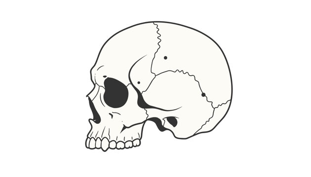 Anatomical drawing of a human skull from the side view, showing cranial sutures and dental structures in detail.