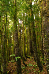 Fototapeta premium The lush forests of Sete Cidades reveal the rich green character of São Miguel Island