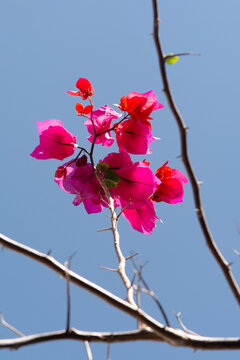 Pink bougainvillea flowers against a blue sky
