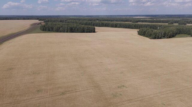 Vast Aerial Panorama of Wheat Fields Bordered by Rural Dirt Road