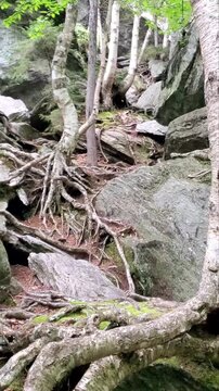 Exposed Tree Roots on Rocky Forest Floor 