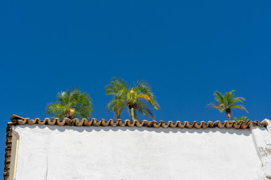 Solitary palm tree behind a white colonial wall under a blue sky
