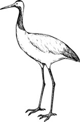Naklejka premium Simple and adorable Red-crowned crane illustration with outlines only vintage style