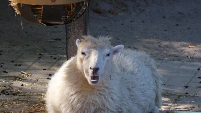 Fluffy white sheep chewing and ruminating on a farm