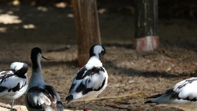Group of pied avocet birds preening feathers